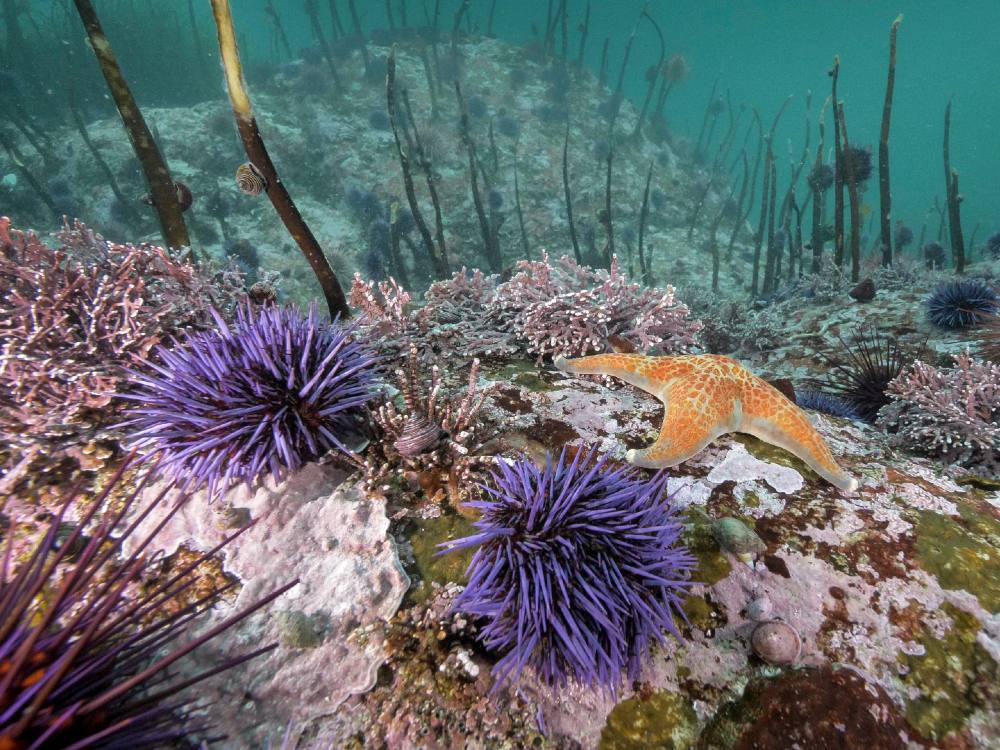 An undersea scene shows a sea floor with two purple sea urchins alongside an orange sea star.
