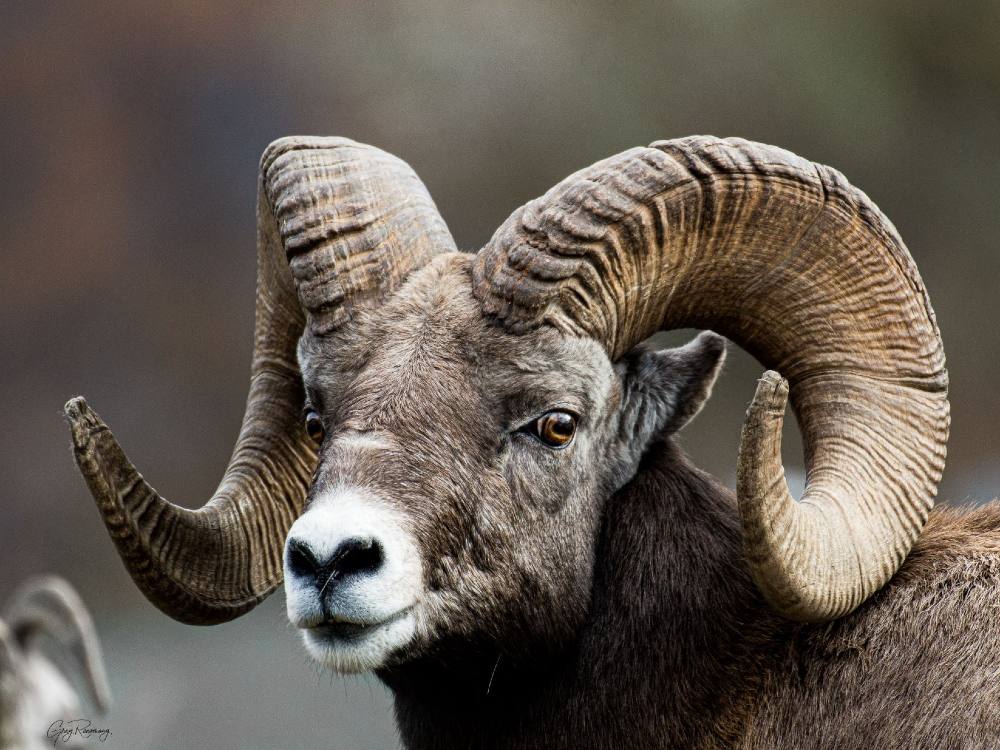 A close-up of the head of a Bighorn ram with curved horns.