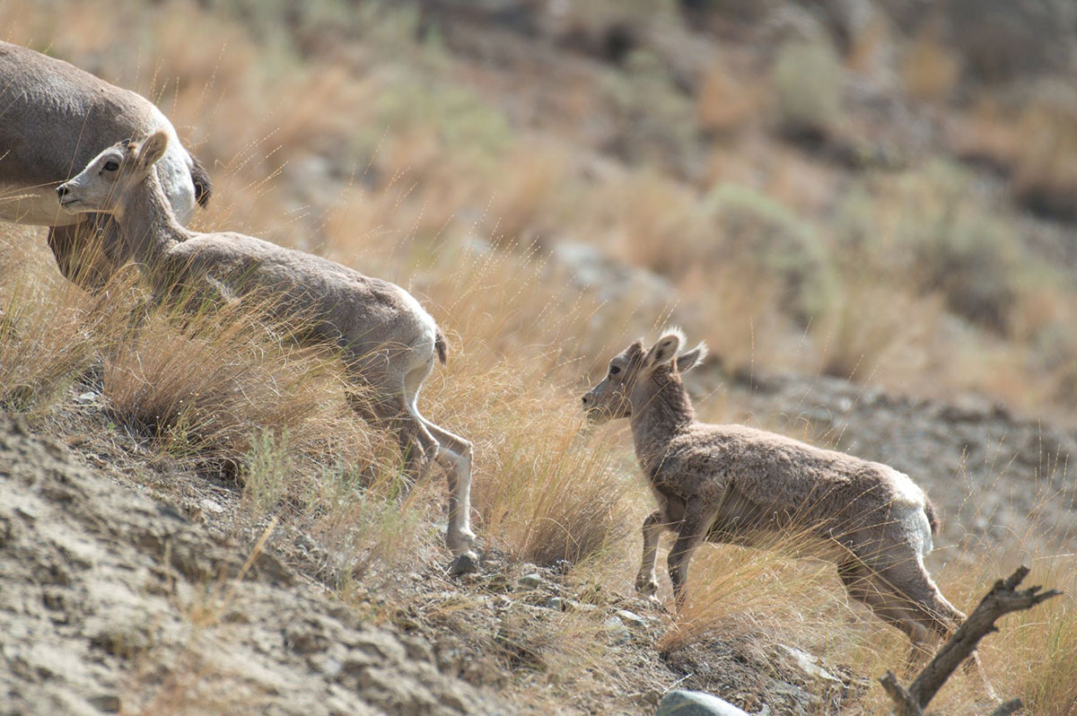 Tawny coloured lambs clamber up a steeply angled mountainside.