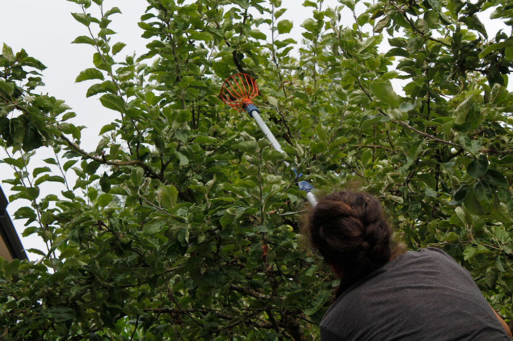 A person with braided hair uses the fruit picker to harvest green apples.
