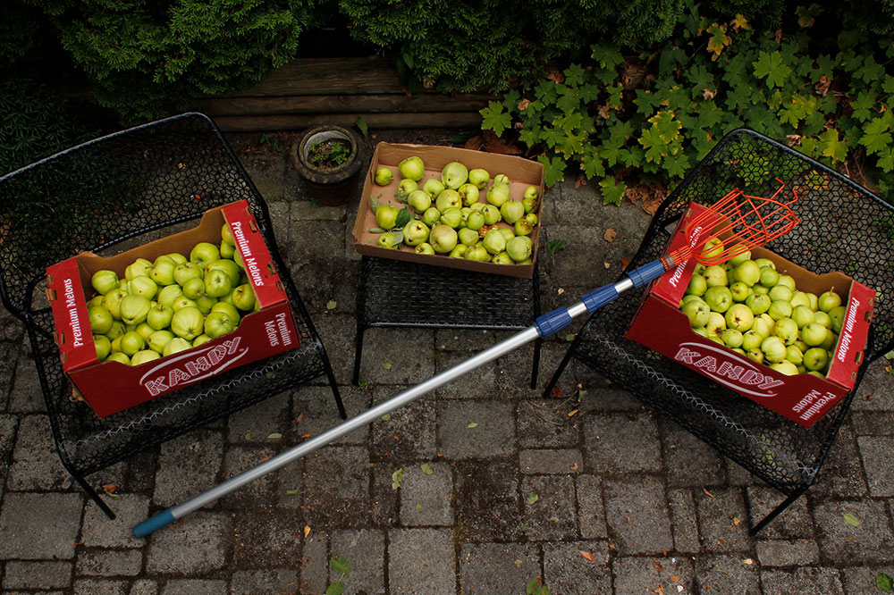 Three crates of green apples rest on black metal lawn furniture on a patio with interlocking stones. The fruit picker rests across them. 