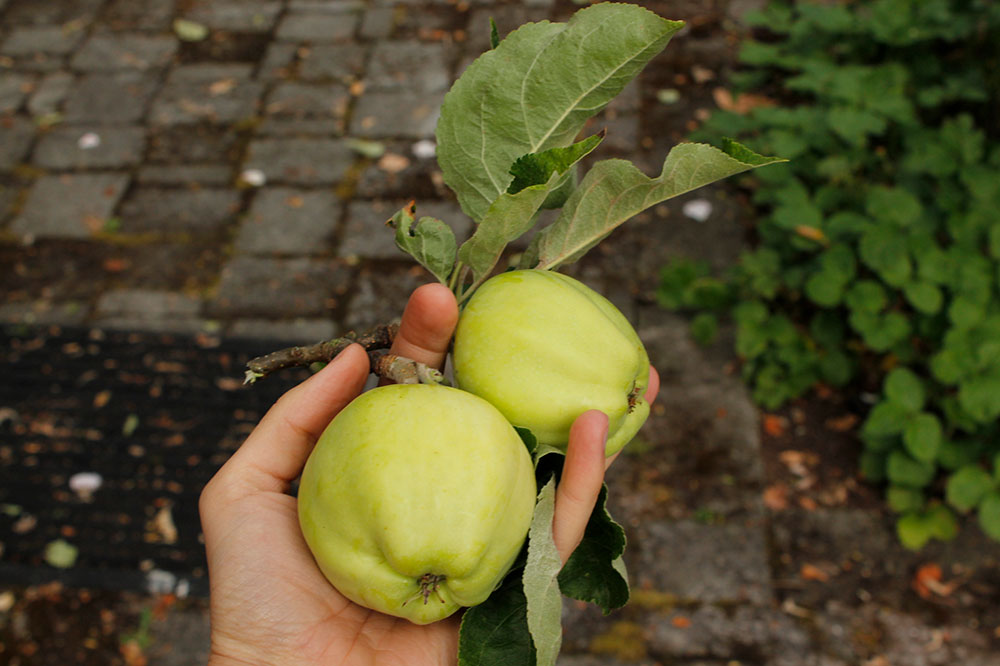A hand holds two green apples.