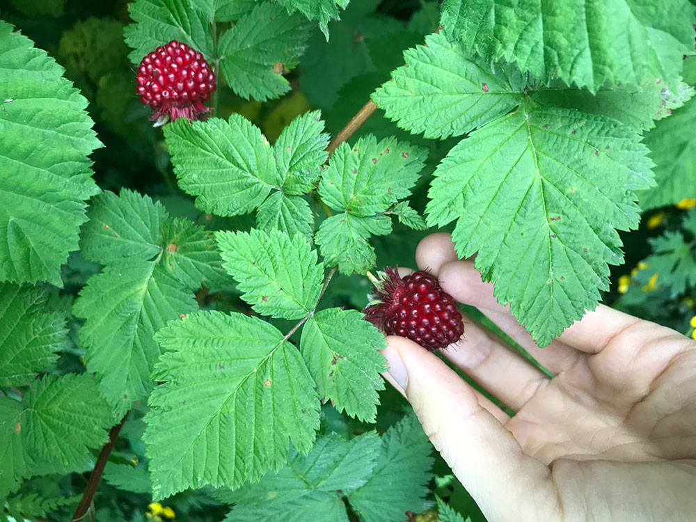 A hand reaches out towards a salmonberry bush to pick a ripe salmonberry. 