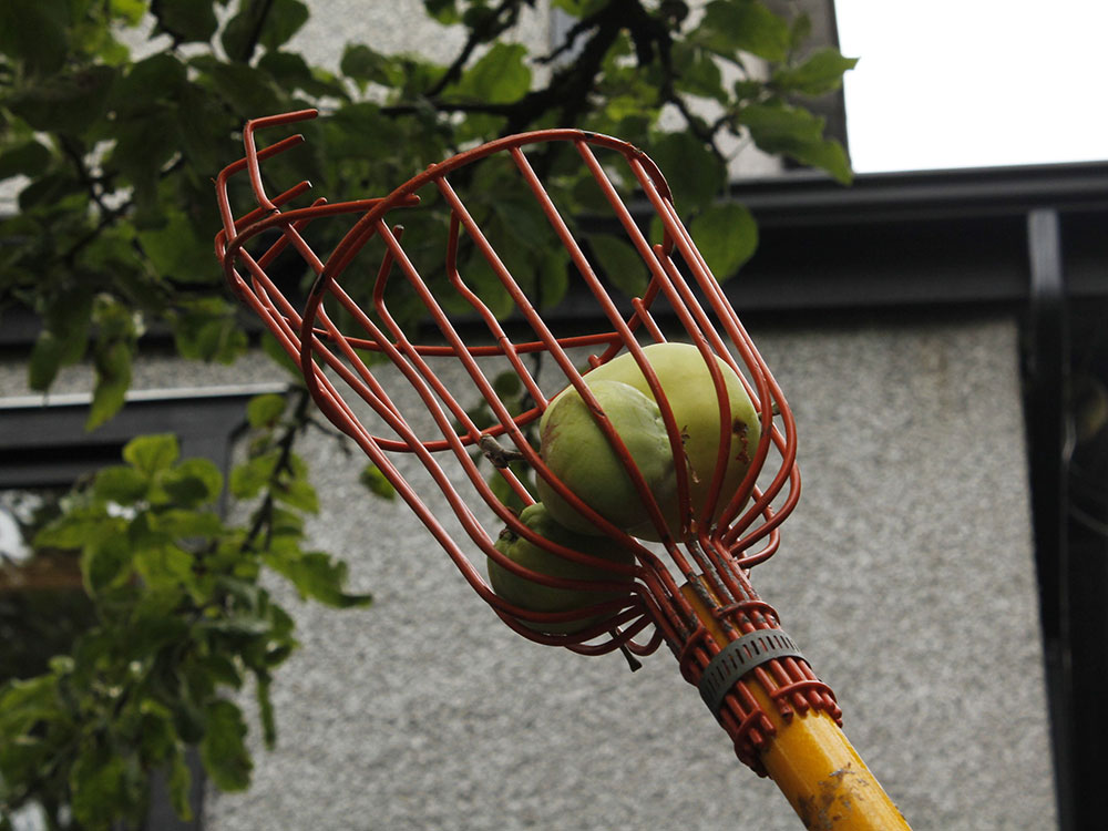 A fruit picker pole, which resembles a lacrosse stick with fingers, holding three green apples.