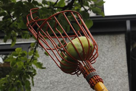 Foraging for City Fruit on Bike Routes and Up Trees