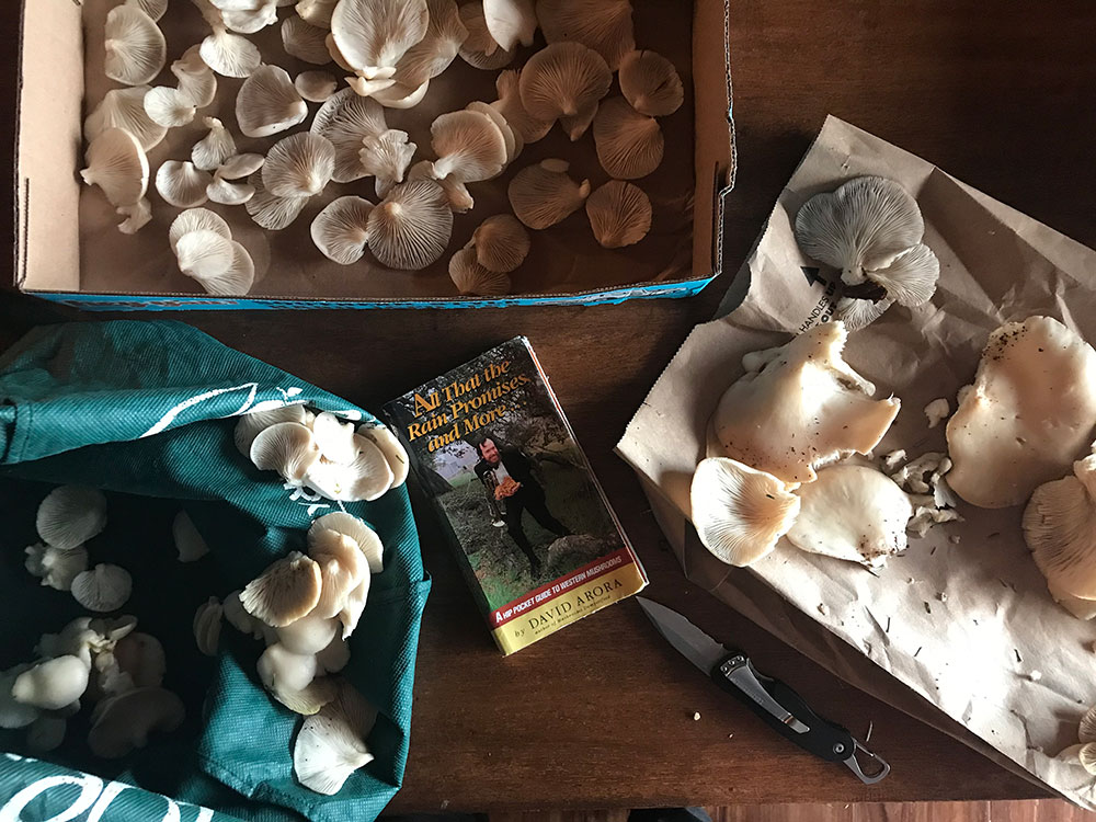 Three pounds of oyster mushrooms are laid out in a cardboard box, on a paper bag and on a green tote bag. The mushroom foraging guidebook "All that the Rain Promises and More" sits in the middle, next to a pocket knife. 