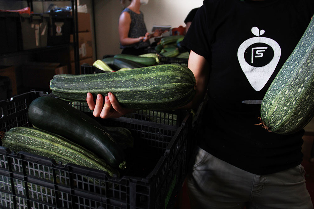A hand holds out two giant green zucchinis. The vegetables are larger and thicker than the person’s hand. The person is wearing a black t-shirt with the Food Stash Foundation symbol on it. 
