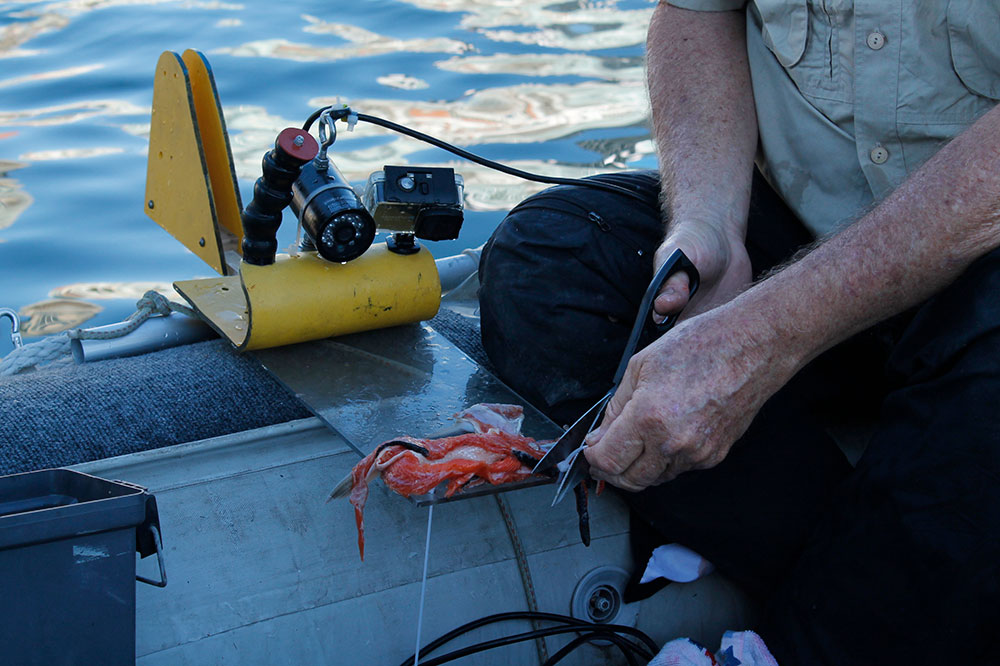 A man uses scissors to cut a zap strap which is being used to connect raw salmon to a transparent rectangular piece of plastic. The plastic also has a black camera and light mounted on it, and a bright yellow fin to help stabilize the contraption as its lowered through the water. A black cable connects the live feed to a viewing device. 