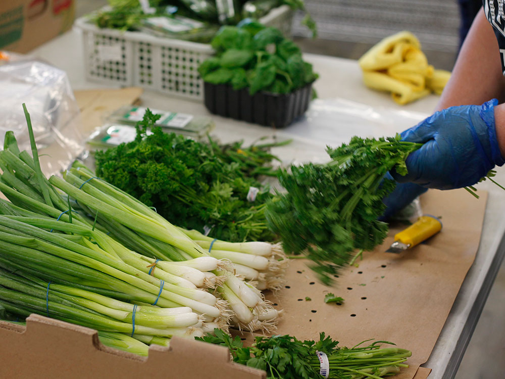 Blue gloved hands sort piles of fresh-looking green onions, parsley and basil.