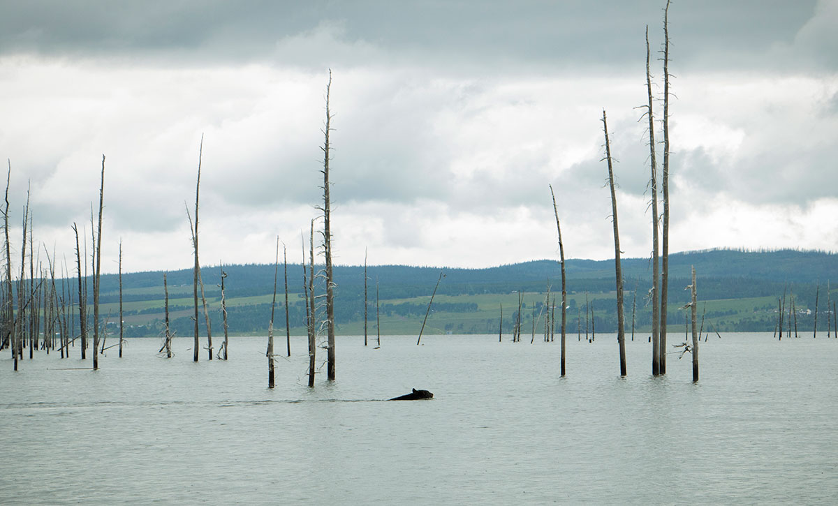 A lake, featuring many dead trees sticking up through the water. In the centre of the frame, a black bear is visible, swimming.