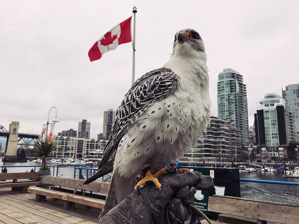 A falcon perches on a glove at Granville Island. False Creek is visible in the background. A Canadian flag flaps in the breeze.