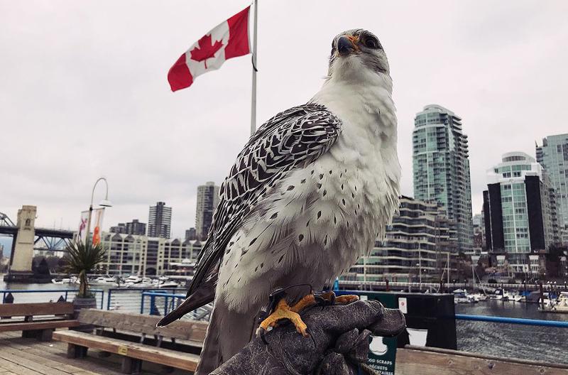 A Week in the Life: A Falconer at YVR and Granville Island
