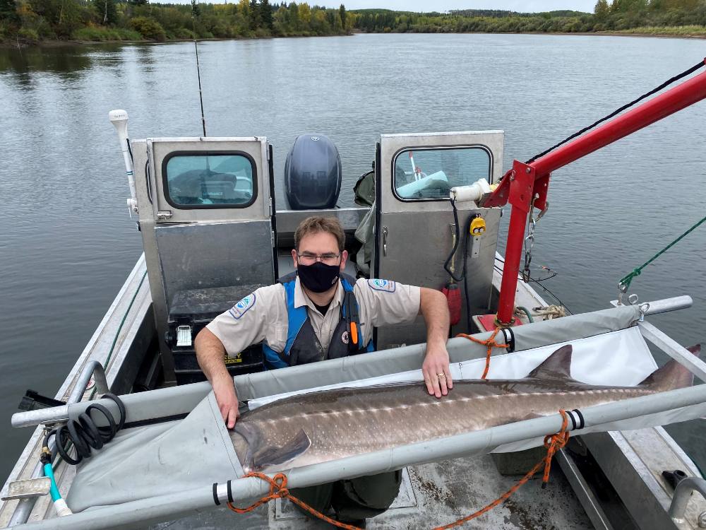 Mike Manky, Freshwater Fisheries Society of BC hatchery manager, samples an adult sturgeon last fall in the Nechako River.