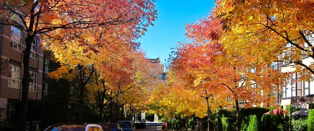 A tree lined boulevard with vibrant orange and red-coloured leaves and green bushes along the edges. 