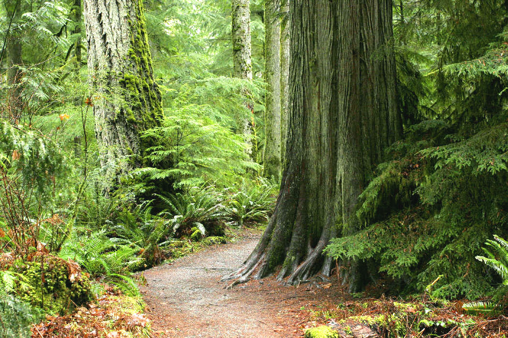 A picture of a trail wrapping around a tree.