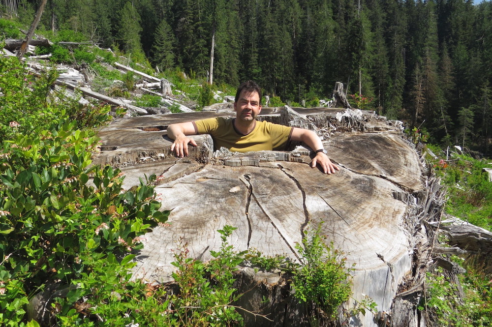 A man stands in a hollow space in the centre of a giant stump. The tree is much greater in size than he can reach and is a logged clearing.