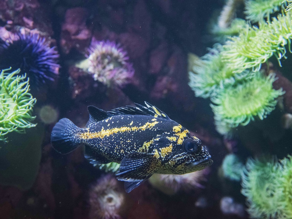 A picture of a china rockfish in the Vancouver Aquarium.