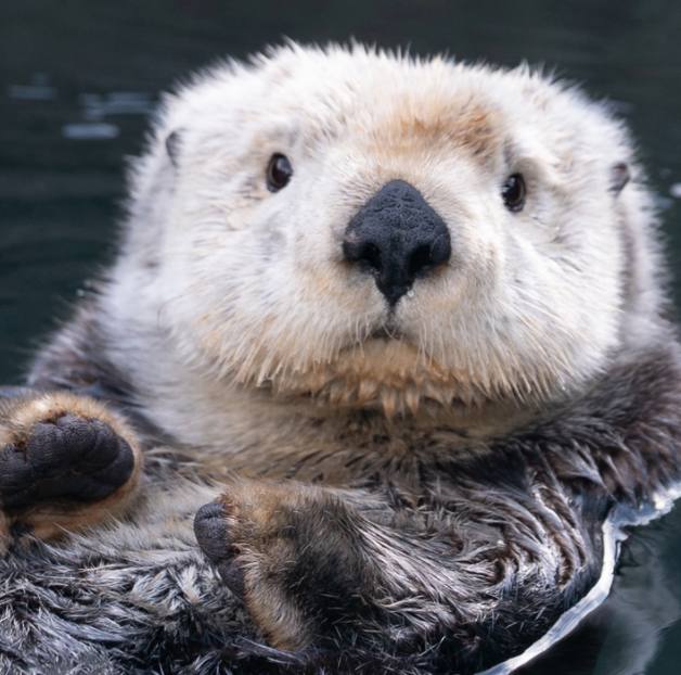 A baby sea otter faces the camera with white and brown fur. 