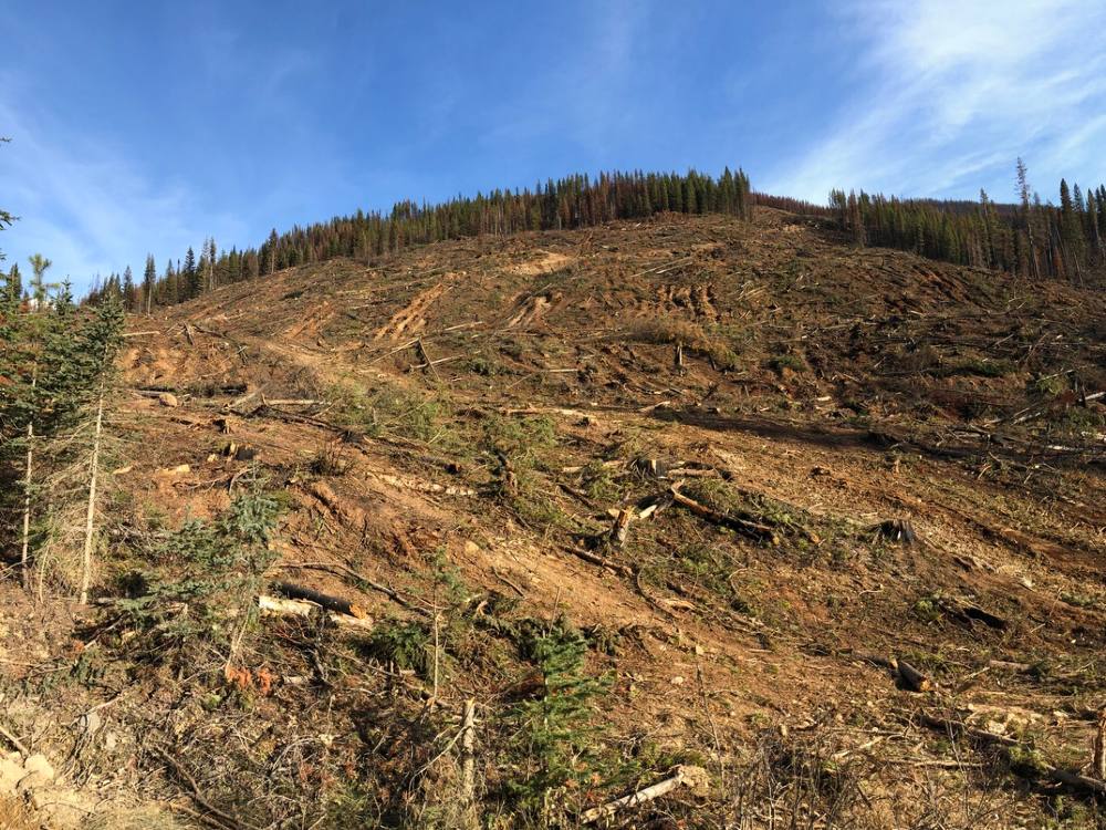 Evergreen trees have been logged on a slope. Trees remain at the edges of the cutblock, though some are browning. There are some logs and stumps in the cutblock. 