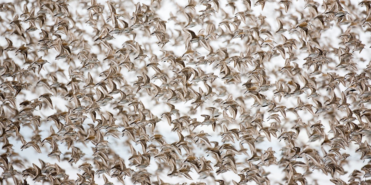 Hundreds of sandpipers in flight. The photo looks surreal, almost like patterned wallpaper.