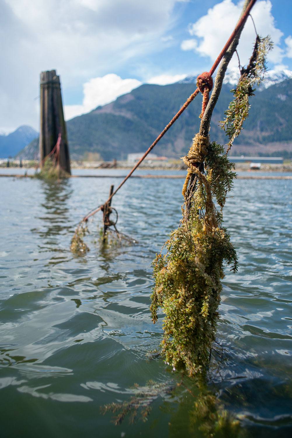 Hemlock boughs dip into the water of the Howe Sound. They are tied onto a string.