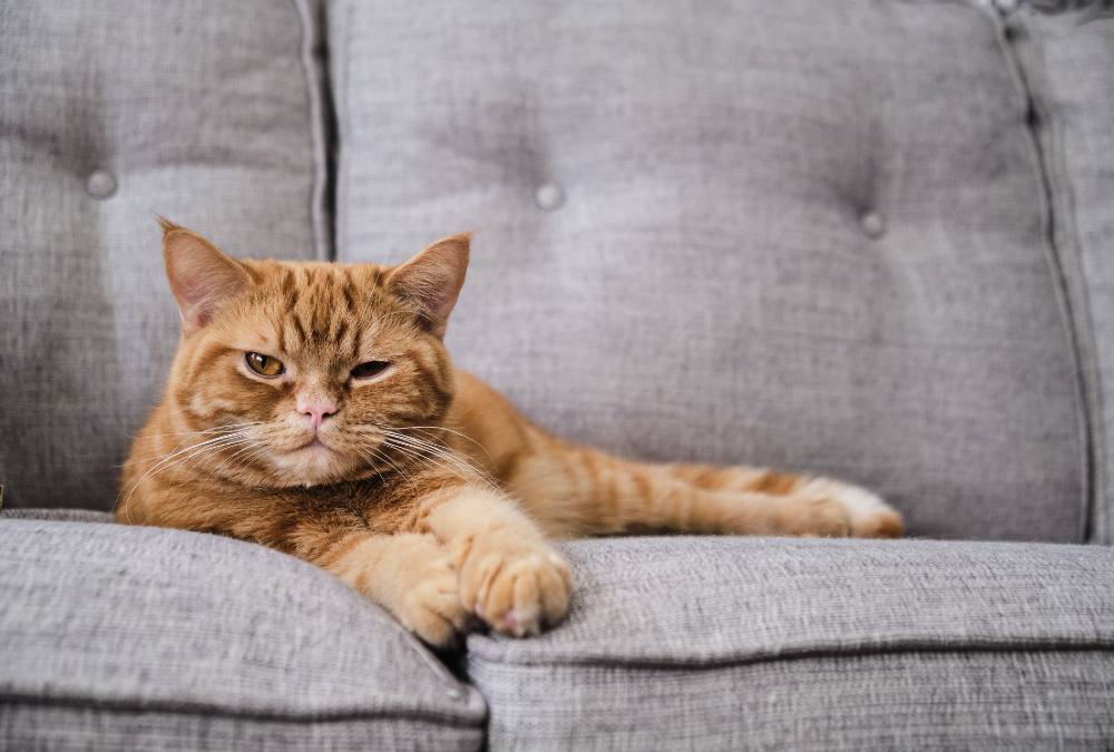 Cola, a marmalade cat with orange markings, is seated on a light grey couch in Qinhua Lu’s home. It is lying on its stomach and facing the camera.
