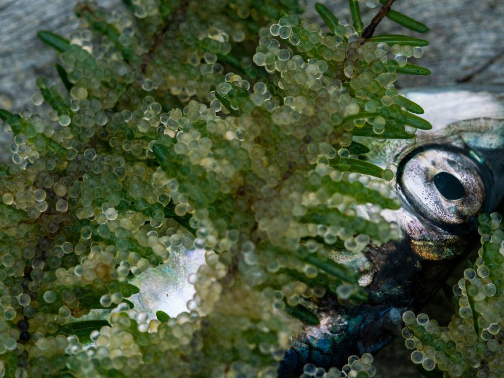 A close-up photo of a herring, flanked by greenery full of herring roe.
