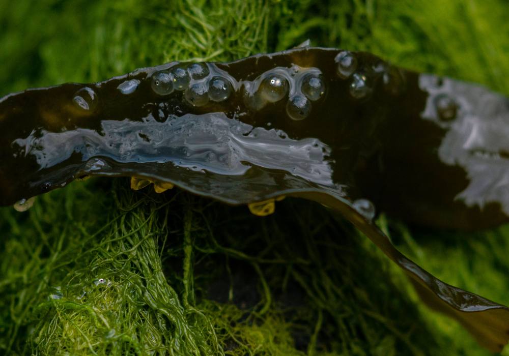 A piece of smooth dark green seaweed sits on top of some more grassy looking seaweed. There are about eleven small herring eggs on the dark green seaweed.
