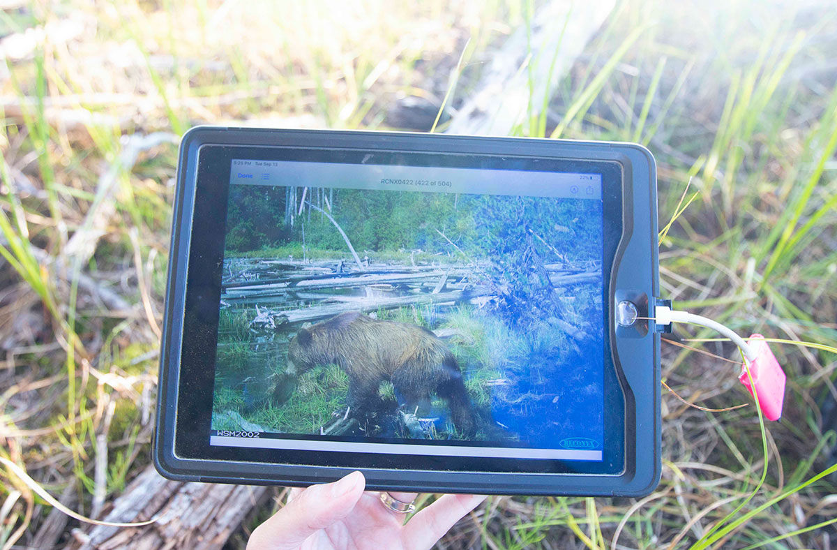An electronic device is held in a hand and shows a photo of a grizzly bear. There are grass and logs in the background.