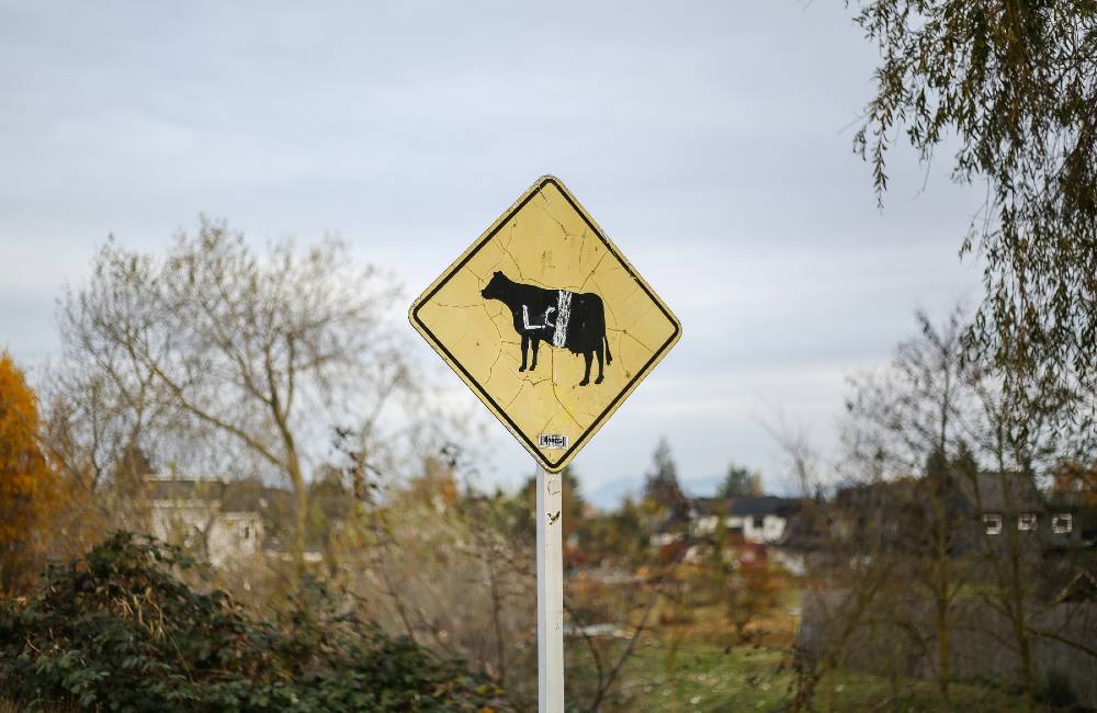 A yellow, diamond-shaped road sign with black cow on it. Someone used white paint to give the cow a stripe.