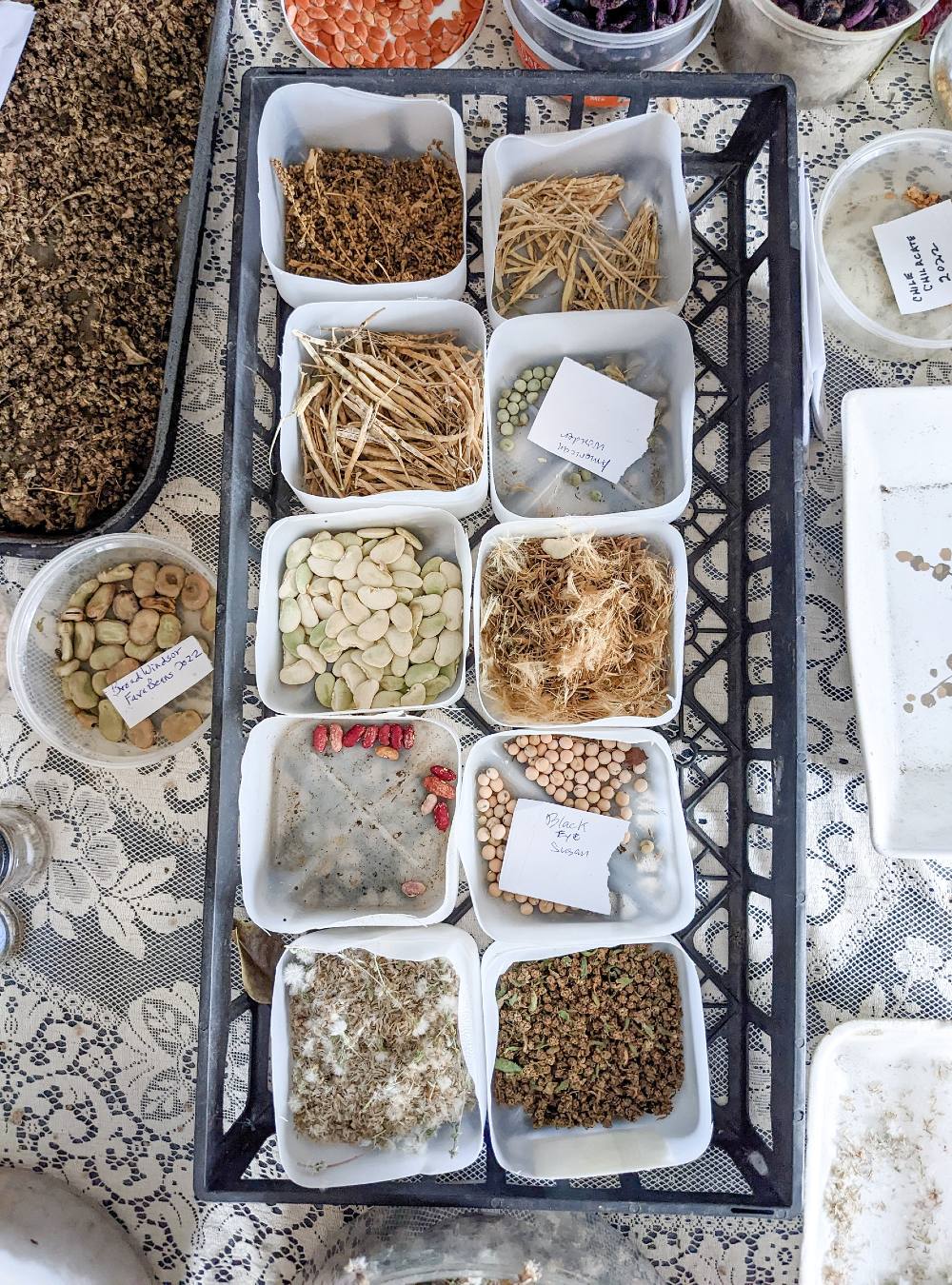 A tray of seeds on a dining table from above. They are in white square containers on a tabletop with a white lace tablecloth. The seeds include black eyed peas, American wonder peas, broad Windsor fava beans and more.