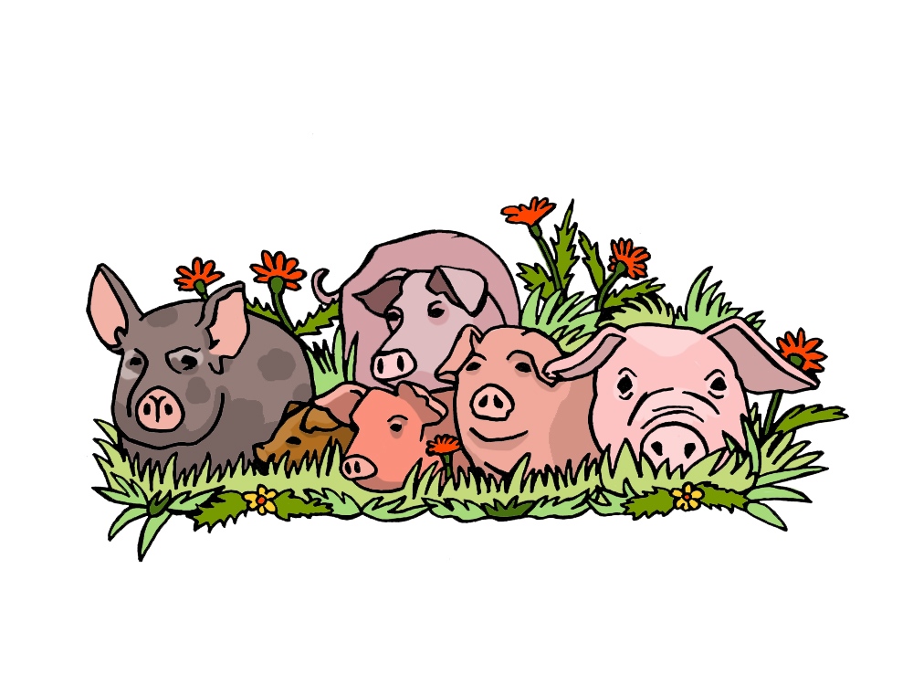 960px version of EMBED_Happy-Pigs.jpg