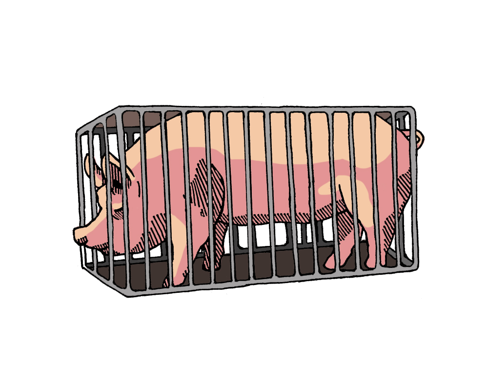  An illustration shows a pig in a crate.