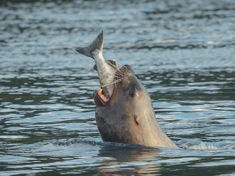 A close-up shot of a stellar sea lion shows the sea lion gobbling an entire salmon in one fell swoop. 