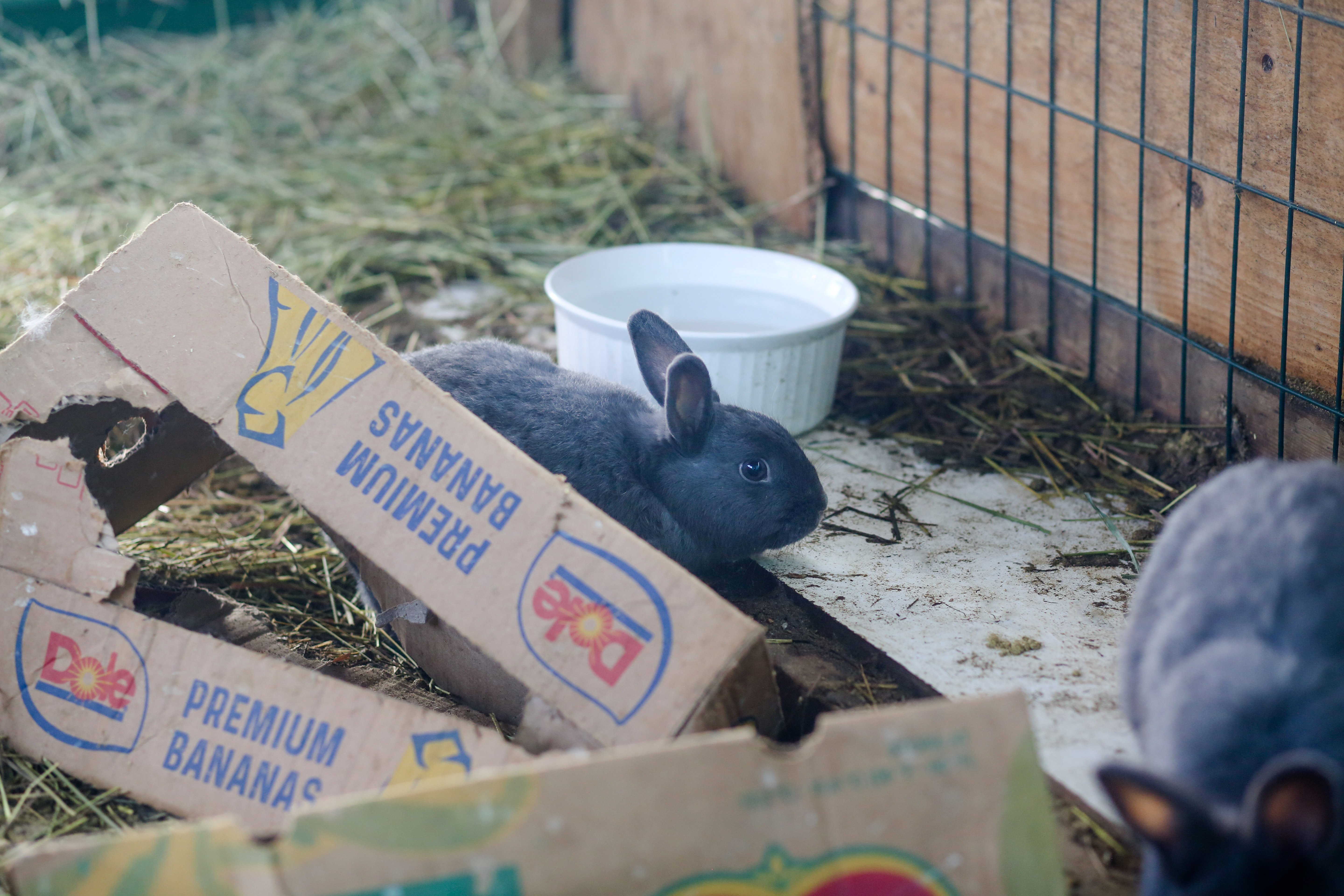 A small, dark grey rabbit emerges from a brown cardboard produce box previously used for bananas. To the right of the frame is another rabbit of similar size and colour. The rabbits are surrounded by cardboard boxes and hay in an outdoor enclosure.
