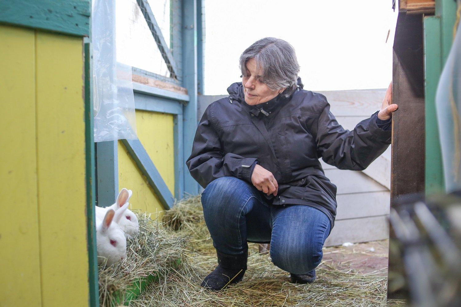 Sorelle Saidman is wearing a black rain jacket and jeans. She has short grey hair and is crouching in the centre of the frame, looking at the two white rabbits with red eyes to the left of the frame. She is holding onto a fence frame; around her and the rabbits are wooden painted fences that comprise a partially-outdoor rabbit enclosure. In the background, the sky is white.