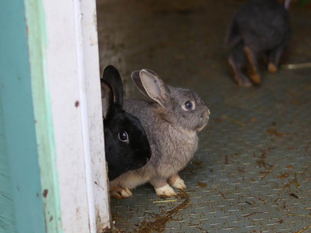 Two rabbits stand near the side of a doorway painted white. A black rabbit is to the rest of the frame; standing next to it is a small grey rabbit. In the background, a dark brown rabbit can be seen hopping away. 