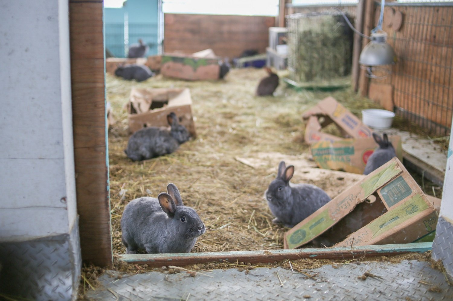 A view of an outdoor rabbit enclosure shows eight grey rabbits in an outdoor area surrounded by a brown wooden fence. The ground is lined with hay and brown cardboard produce boxes. In the background, the sky is white.