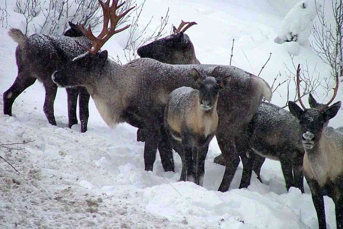 Several caribou, some with antlers, huddle together in a snowy setting.