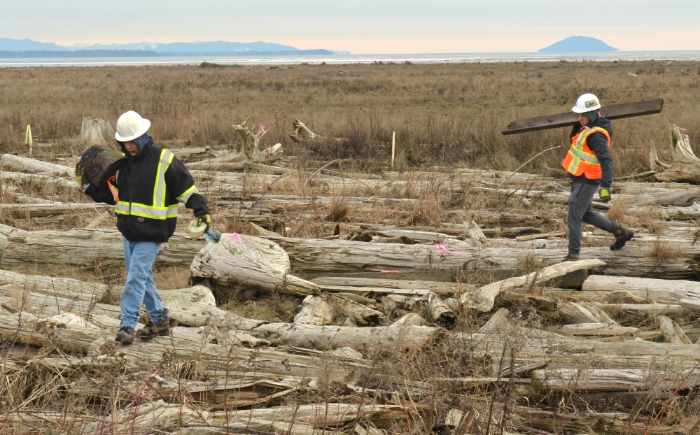 Two workers clear treated lumber from the marsh by hand. They are wearing hard hats and safety vests.