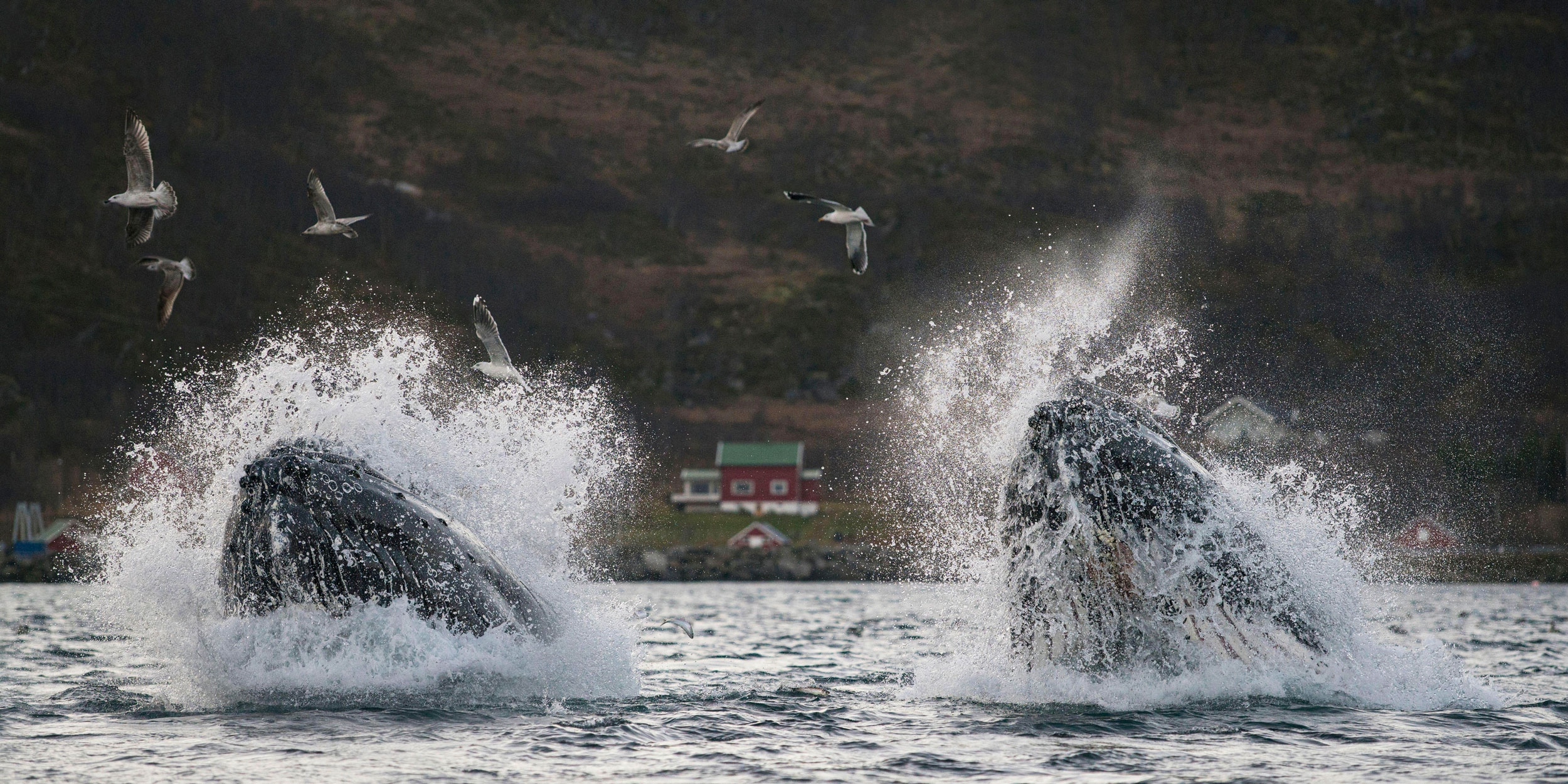 Humpback whales breach the surface of the water, creating big plumes of whitewater. Hills and small houses are visible in the background.