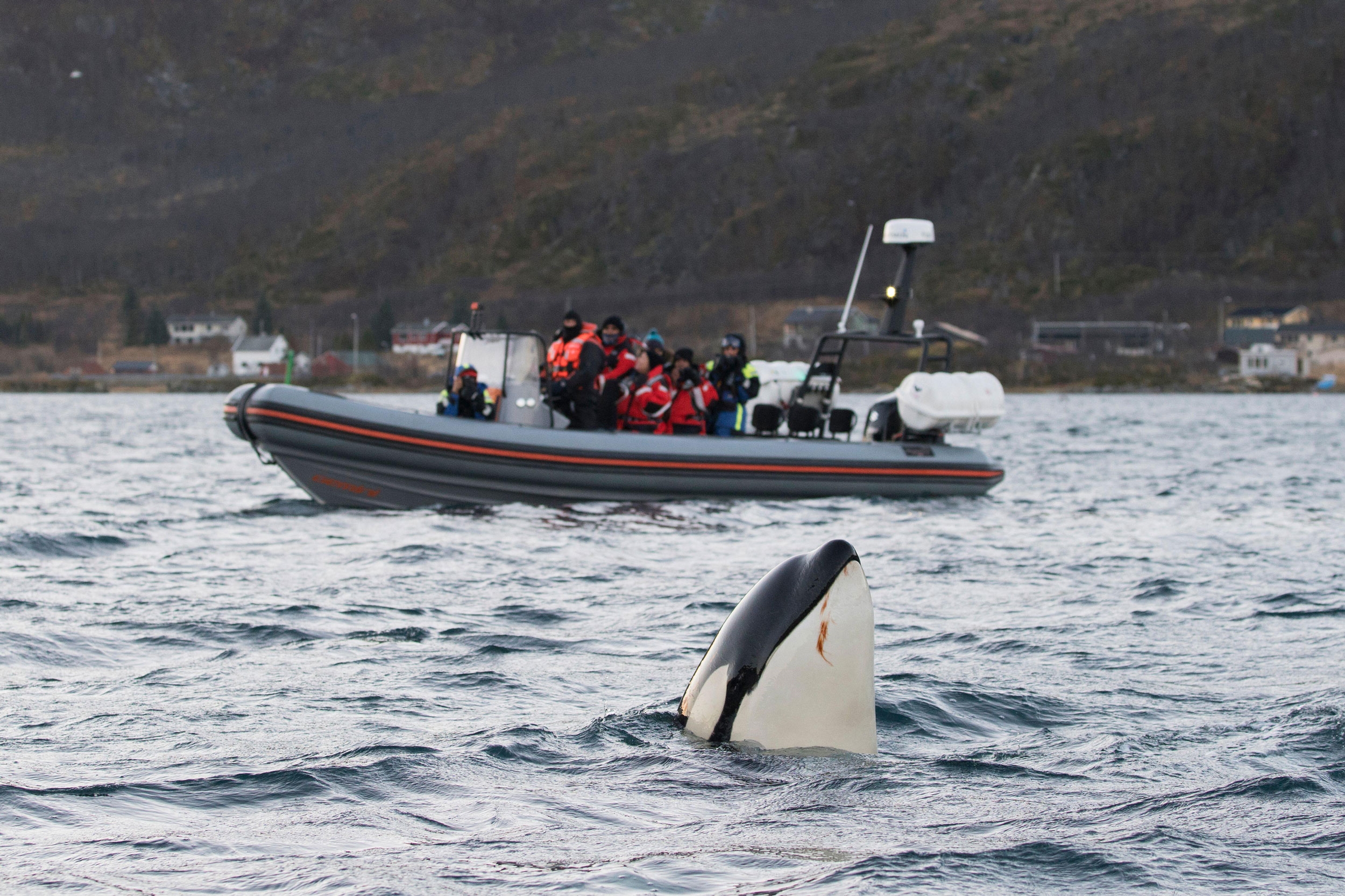 An orca sticks their head above the water to peer at a boat in the water close to them.