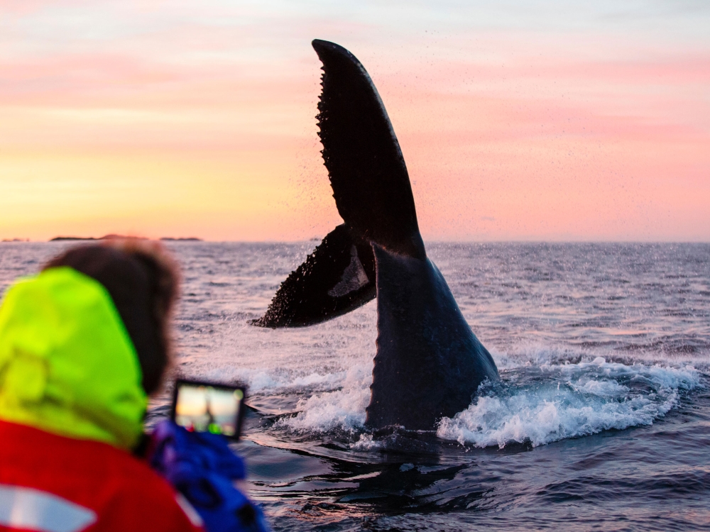 A tourist takes a photo of a whale’s fluke above the water.
