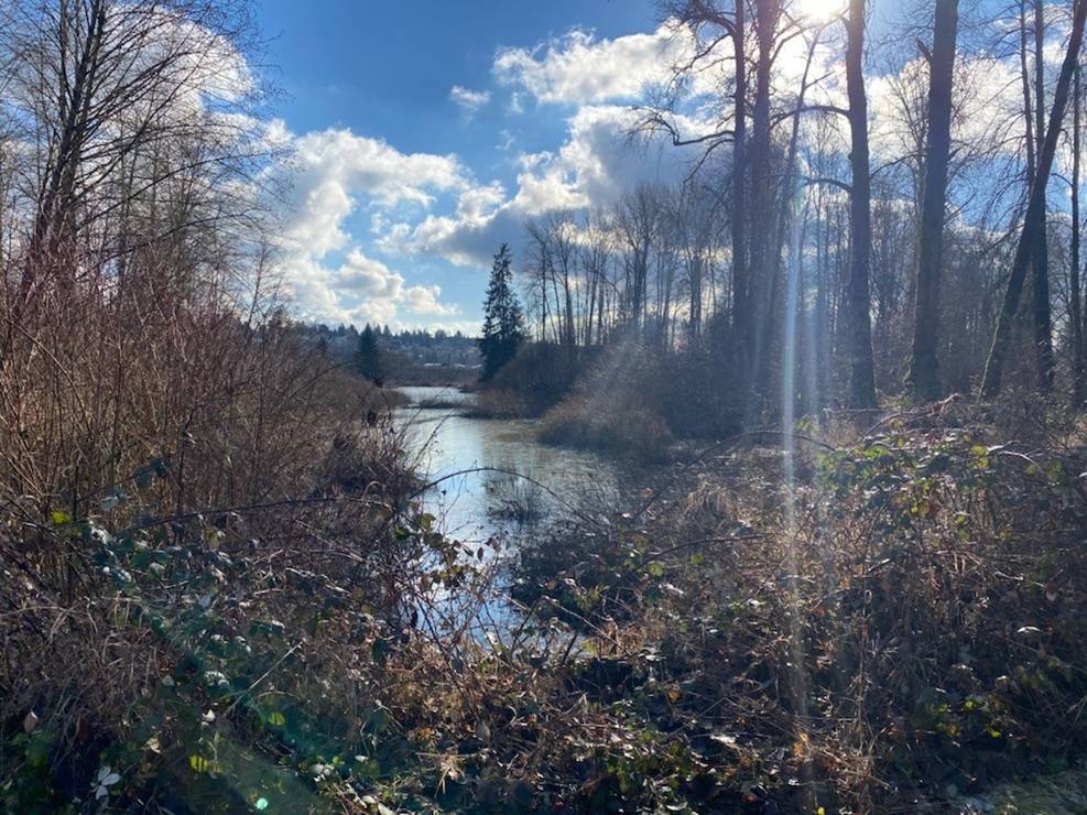 A forested waterway on a sunny day is surrounded by bushes, shrubs and tall trees. The sky is blue and rays of sunlight shine through tall trunks. This is the site of the Kwikwetlem First Nation’s cemetery, and it is not visible because it is underwater.