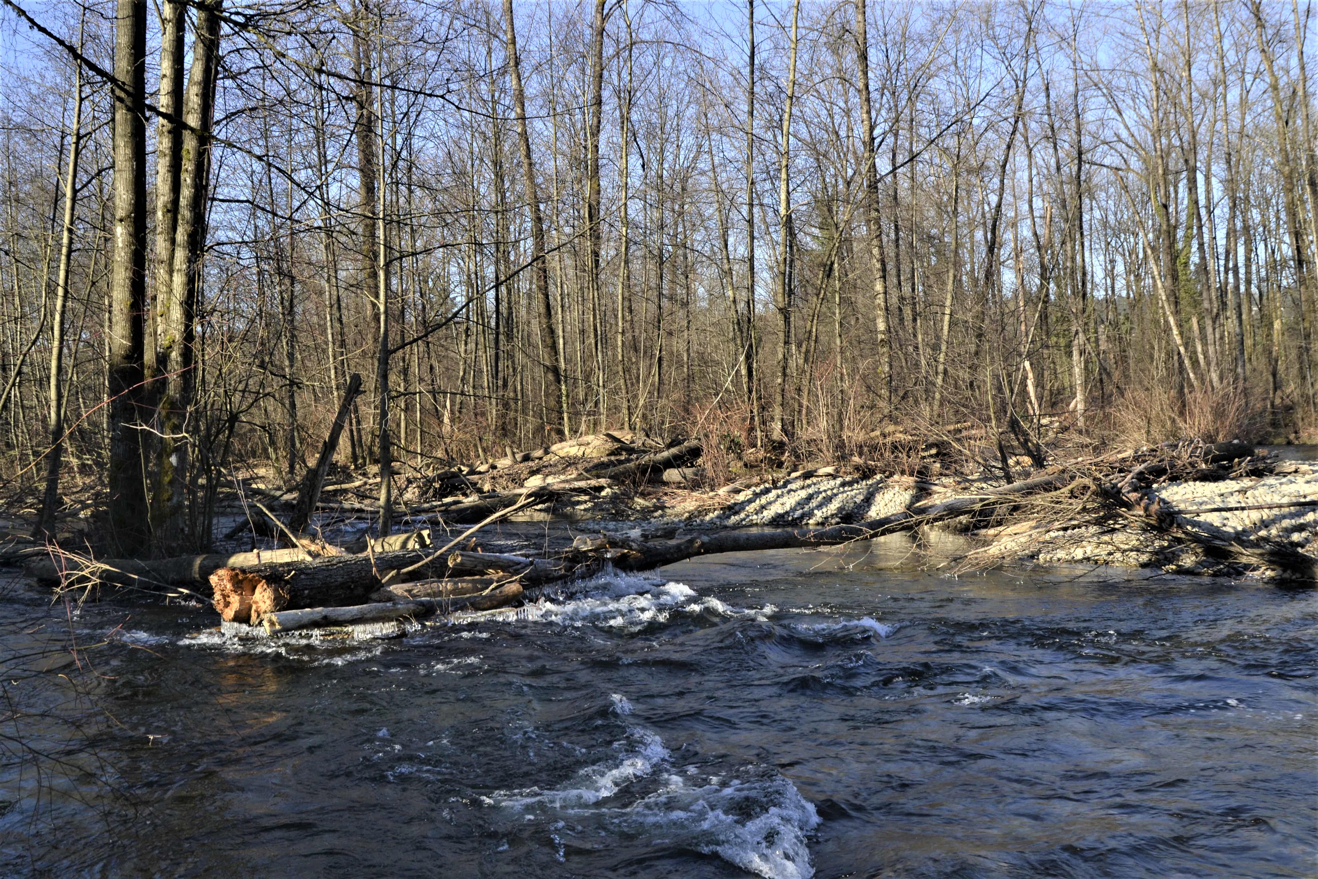 White-capped currents are visible in a river over which fallen trees lay between banks. A stand of tall birch trees is in the background on this sunny winter morning. The sky is blue.