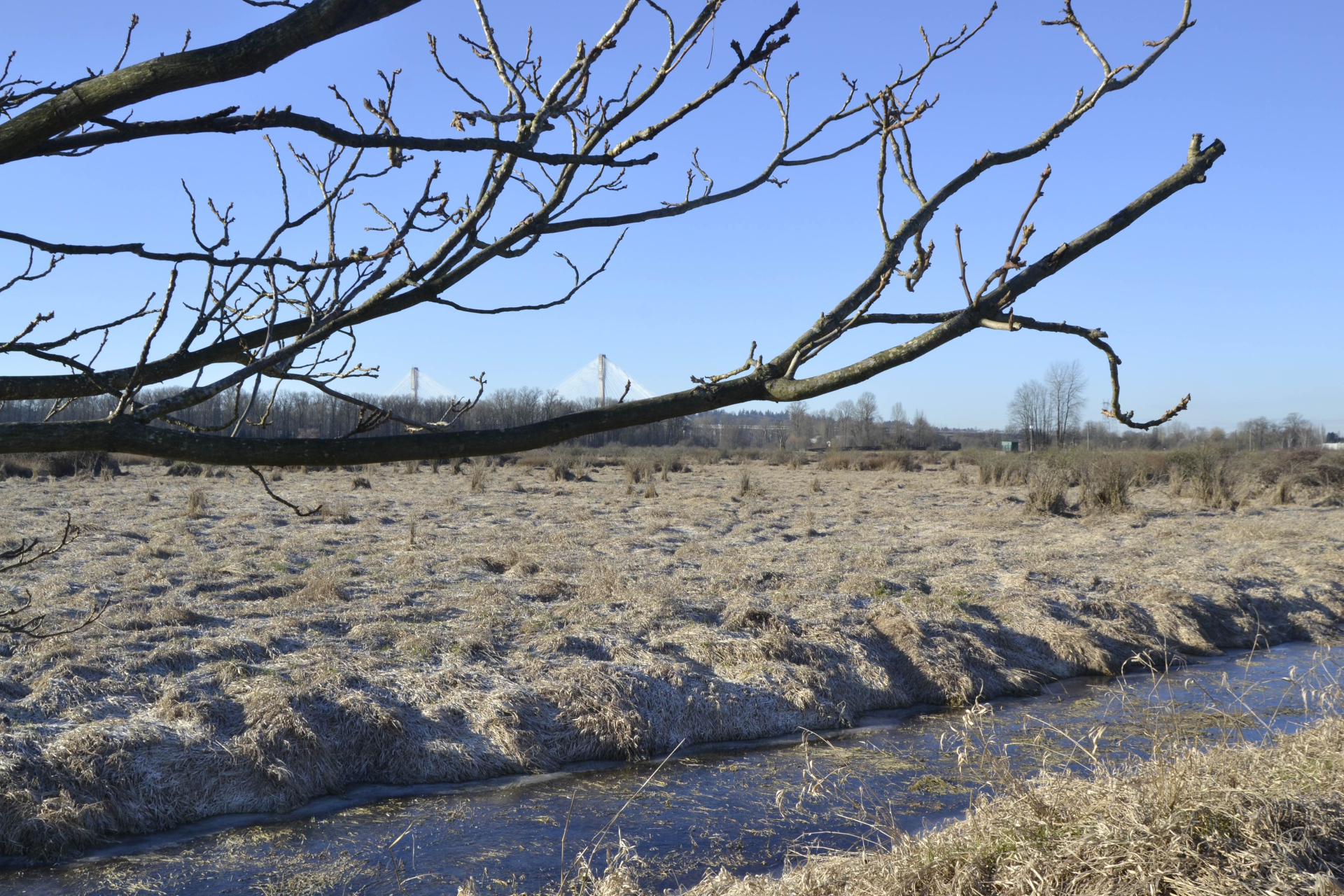 A view of the grassy wetlands near the Kwikwetlem First Nation on a sunny winter morning. Bare branches of a deciduous tree cross the foreground of the frame. In the background, the Port Mann Bridge is partially visible beyond the wetlands that stretch out to the horizon. The sky is blue.