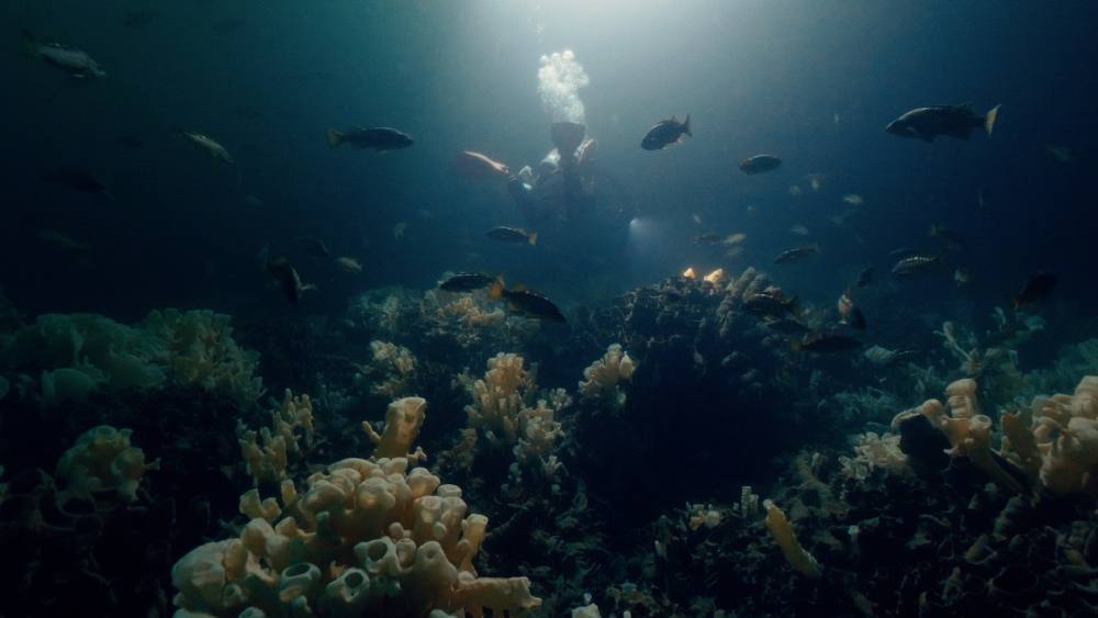 Fish and a diver moving away from the camera are visible above a glass sponge reef.