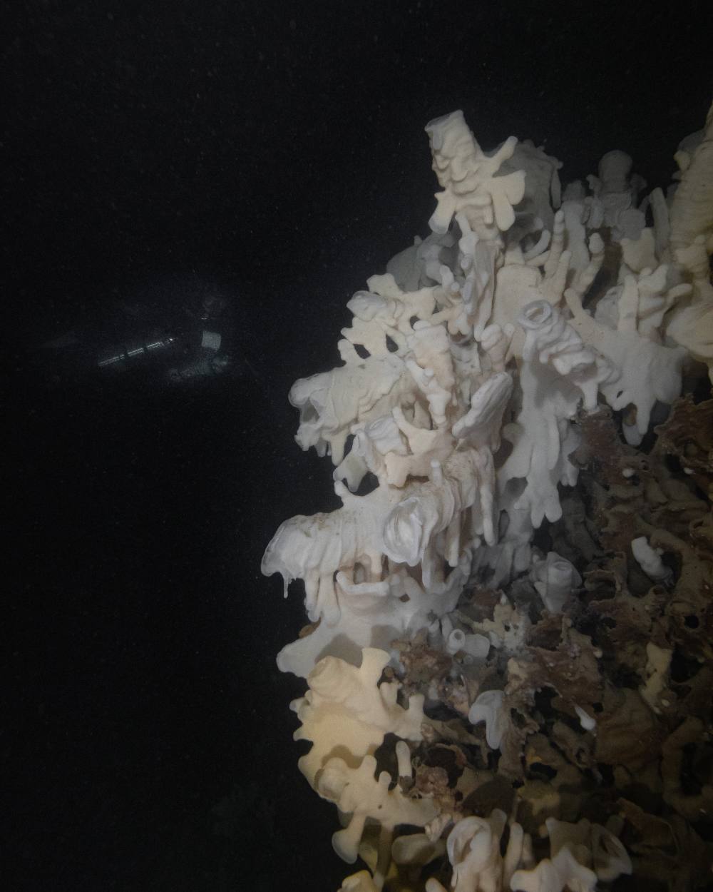 An eerie white glass sponge reef. The water surrounding it is inky black.
