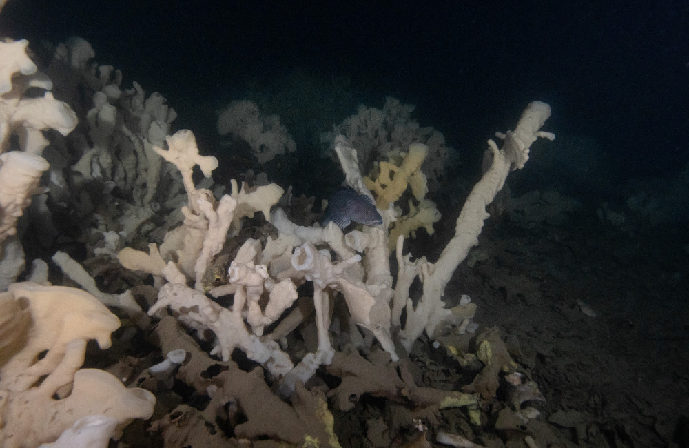 An eerie white glass sponge reef. The water surrounding it is inky black.