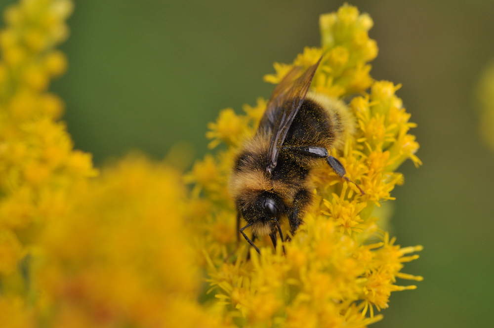 A cute, fuzzy little bumble bee in a cloud of pollen.